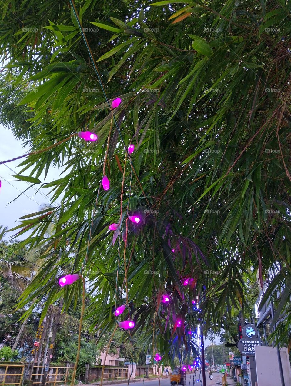 plants with lighting