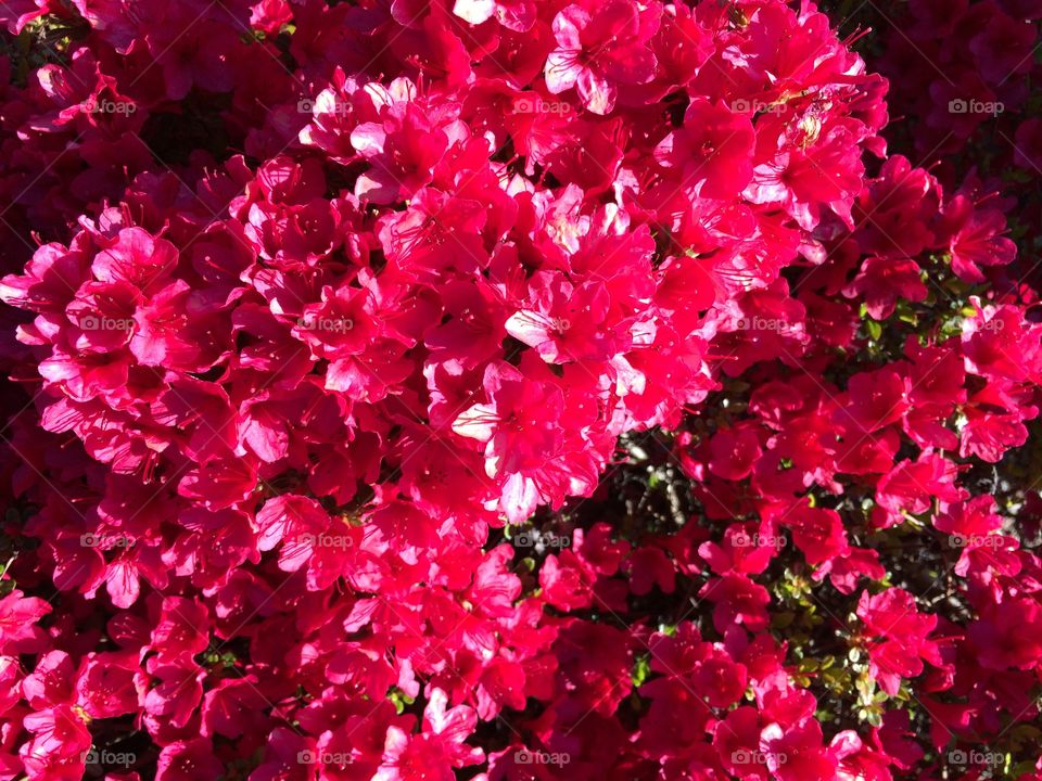 Red Flower. Red flower in summer. 