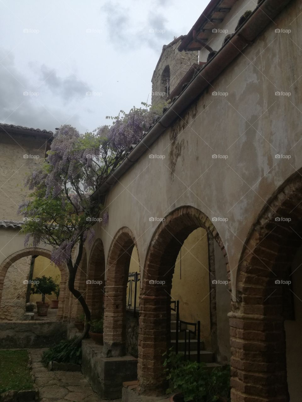 Wisteria Nutt., sublime scent. From St. Francis Sanctuary