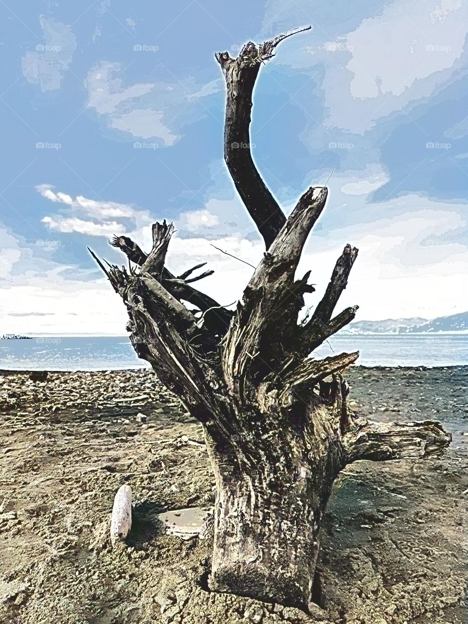 Dead Tree on the beach