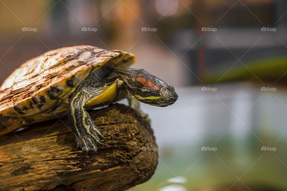 Red eared slider - Trachemys scripta elegans turtle close up .