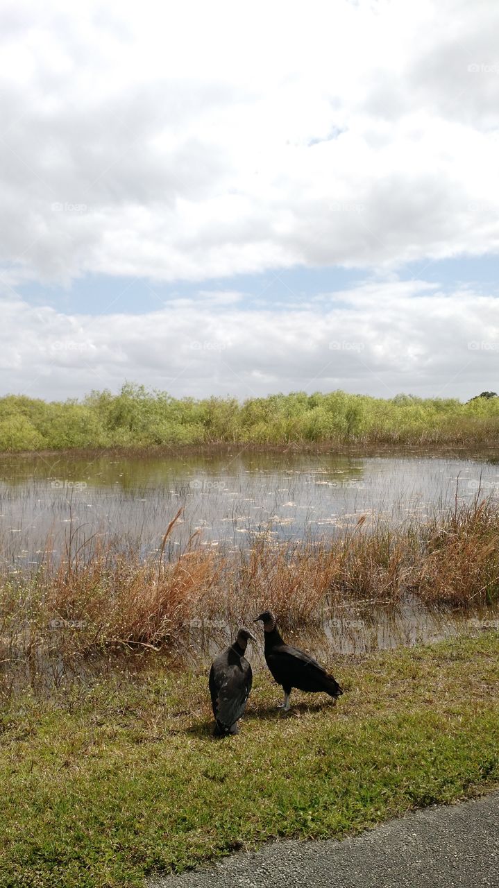 Lovebird vultures