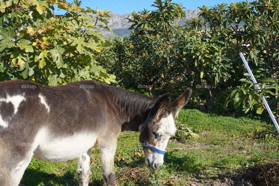 Donkey#greenarea#trees#animal#nature