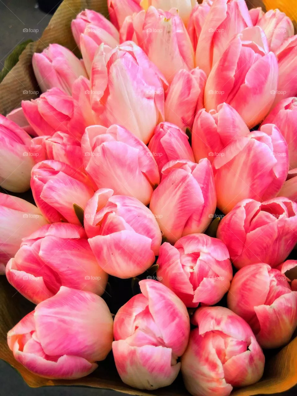 Tulips