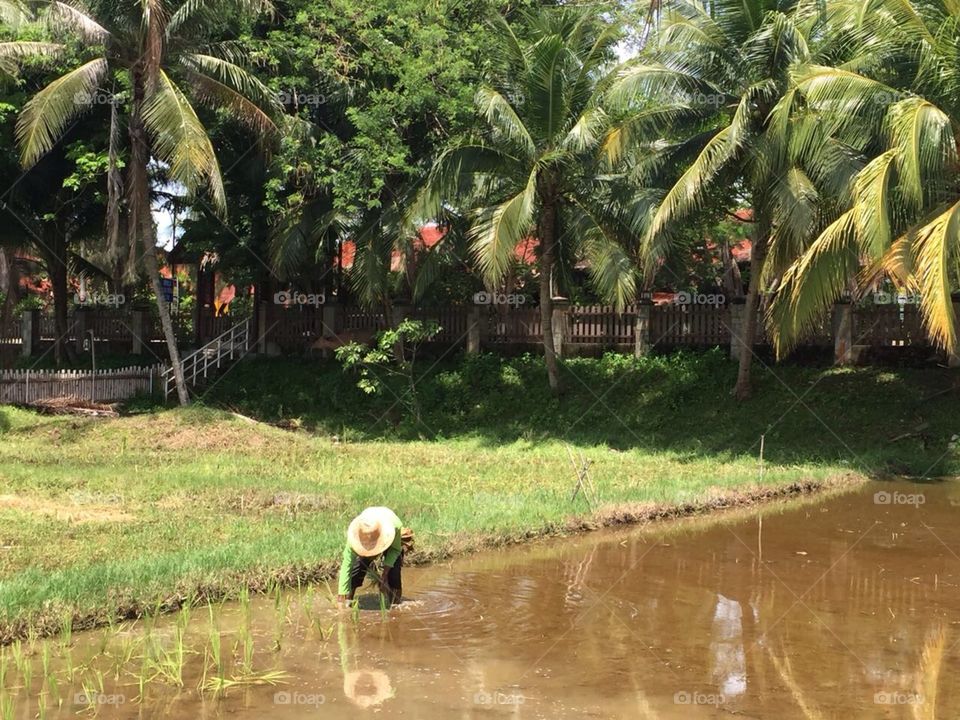Langkawi Malaysia rice Plantation