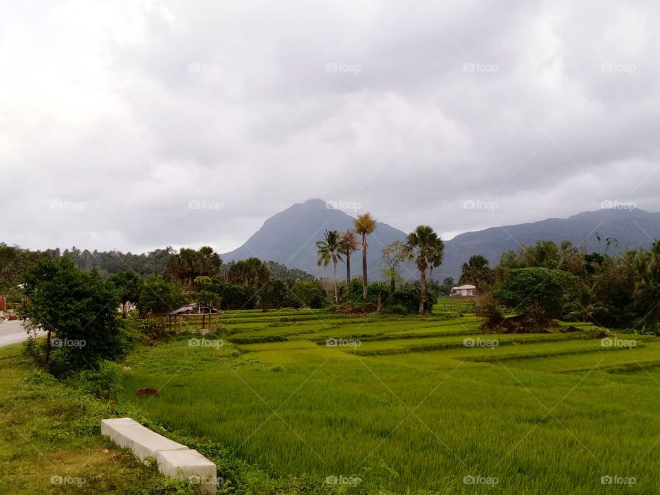 Ricefield