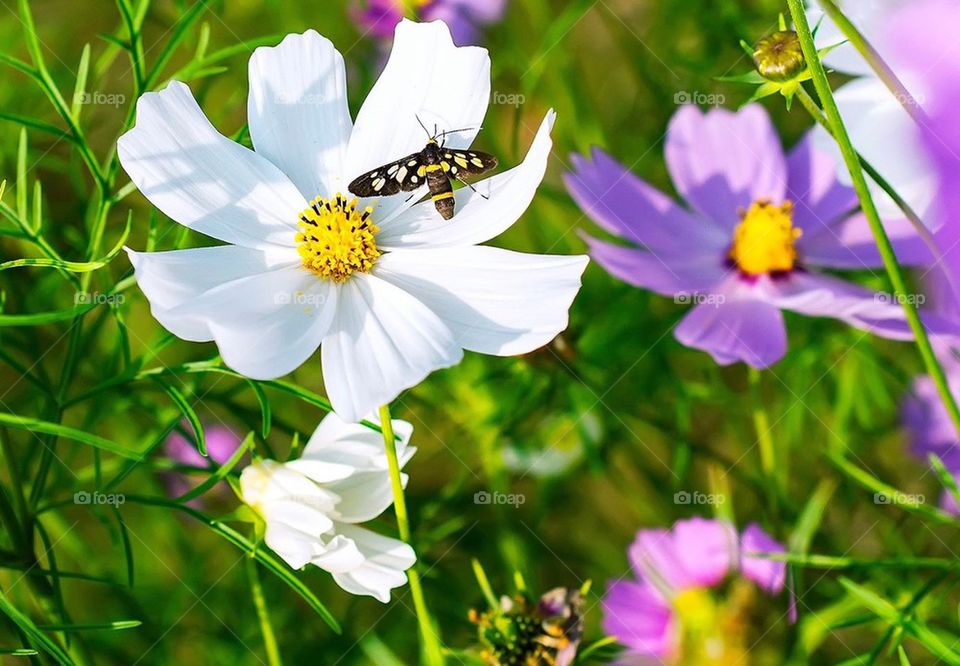 White flower over bee