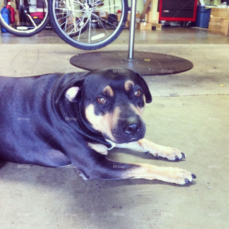 Bikeshop Pooch