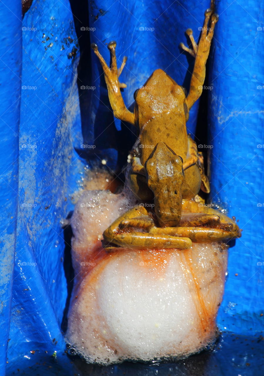 Polypedates leucomystax. Amplexus pose to the progress of mating stage. Looks for the large size female's huged by the male assumtion dorsal interest. And there's 2 - 3 individu are hidden for the foam's frog. The size's similar with the male meaning