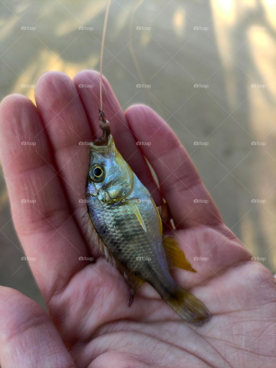 small fish