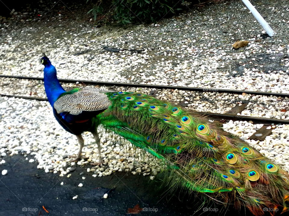 Peacock