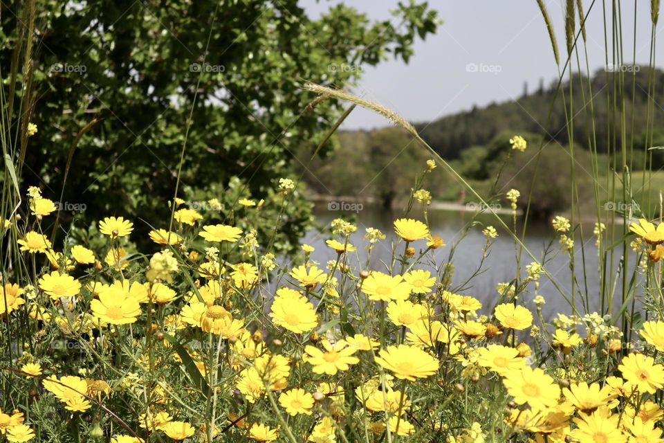 Yellow chrysanthemum near the lake in spring time