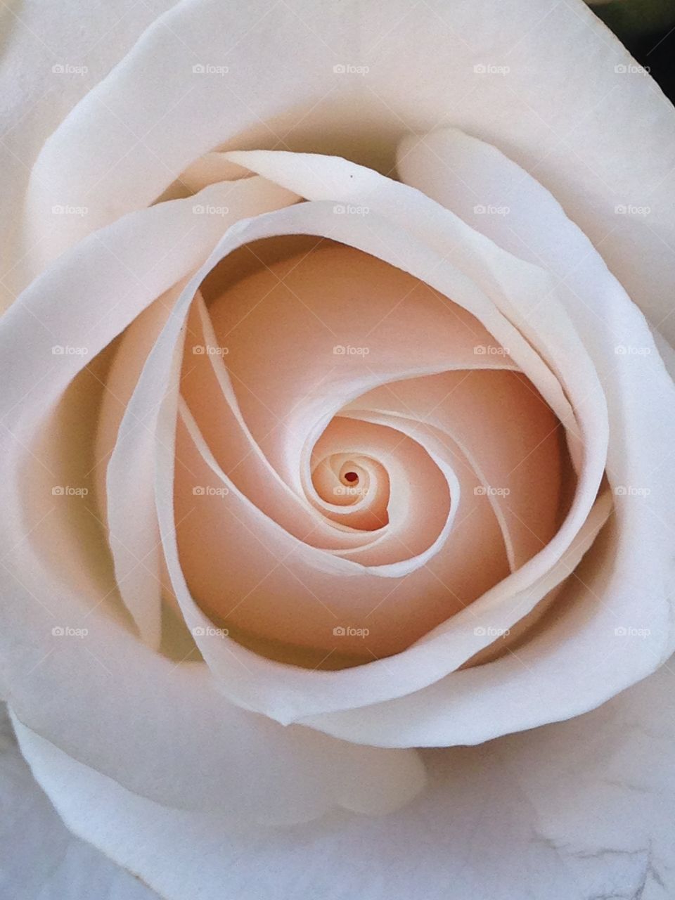 Creamy rose. Top shot of a single cream rose 