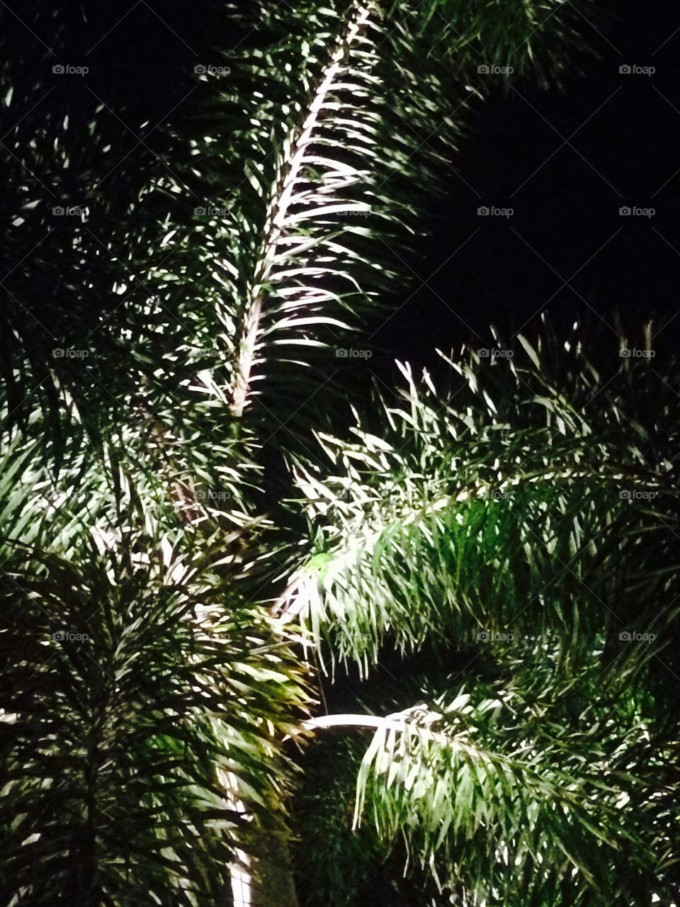 Palms at night