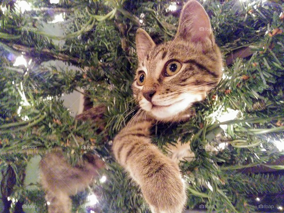 Tabby kitten caught inside the Christmas tree