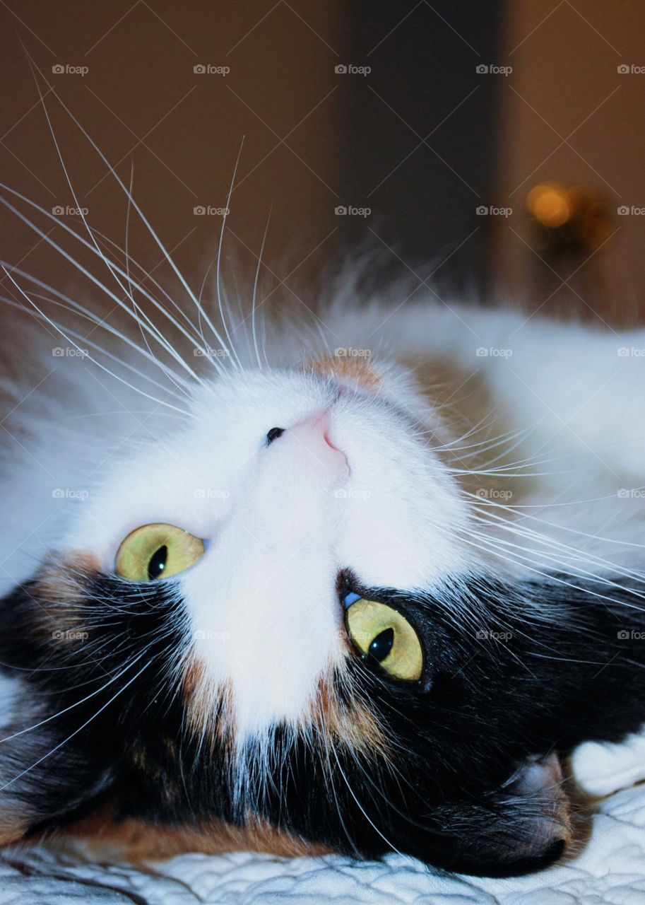 portrait with my cat