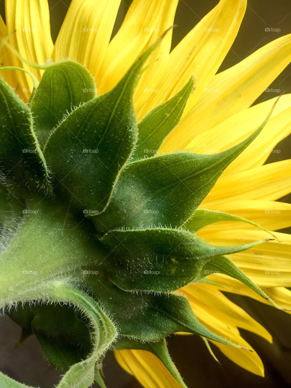Close up of a sunflower 