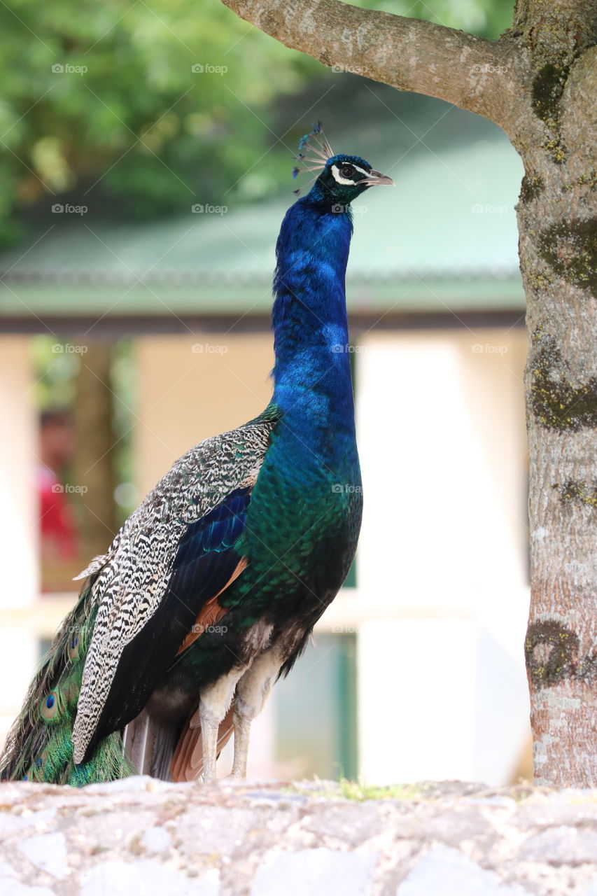 peacock