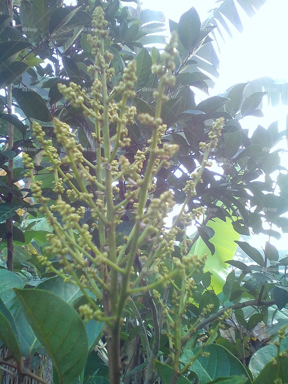 flower fruit