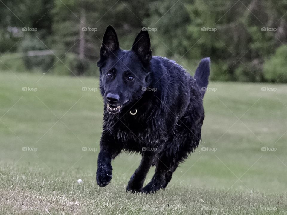 Beautiful black German Shepherd