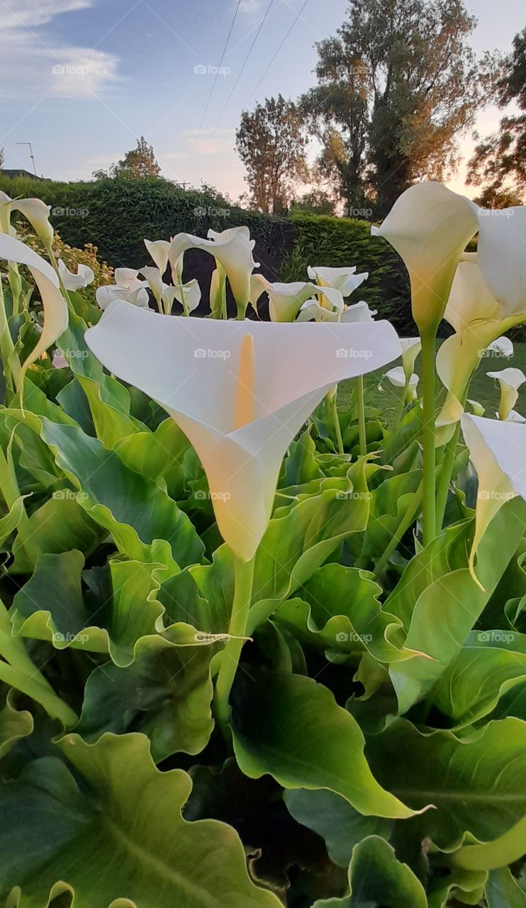 Statuesque Calla lily in the garden, summertime in Northern Ireland