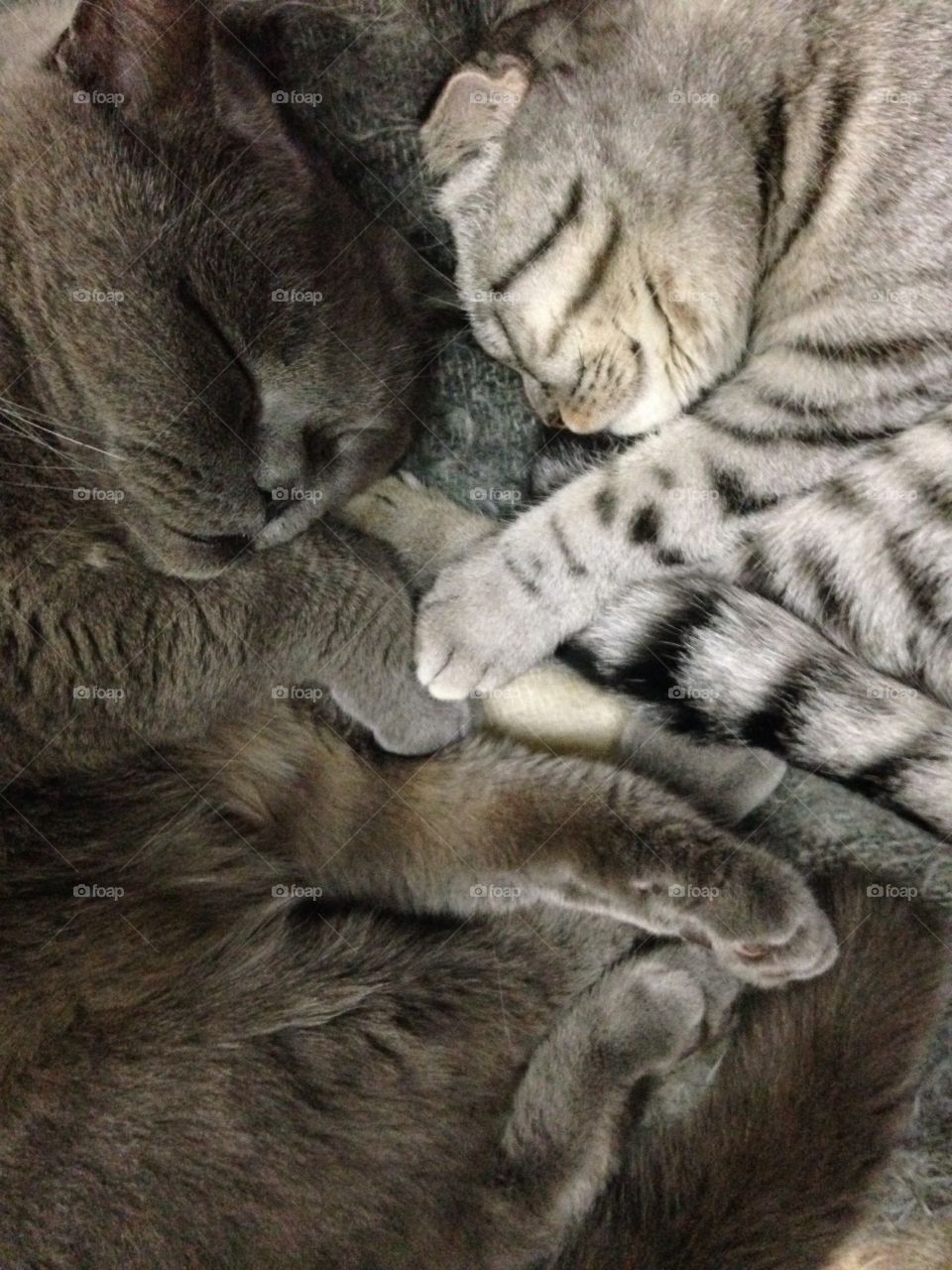 Cats sleeping together 