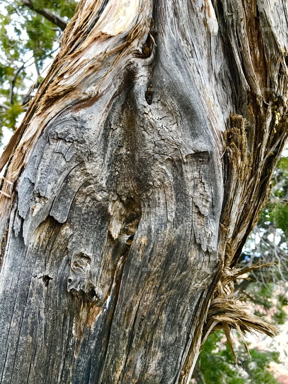 Curved Tree Trunk