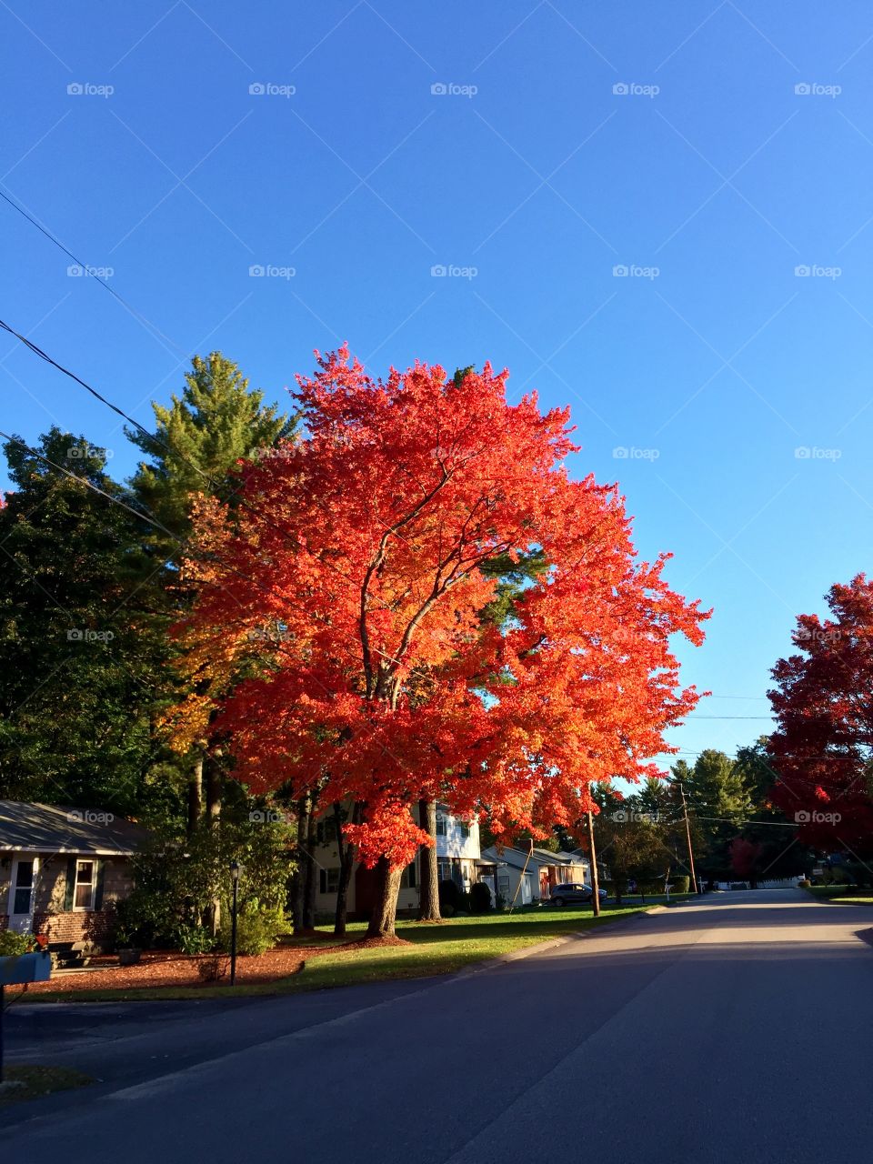 Empty road along with autumn tree