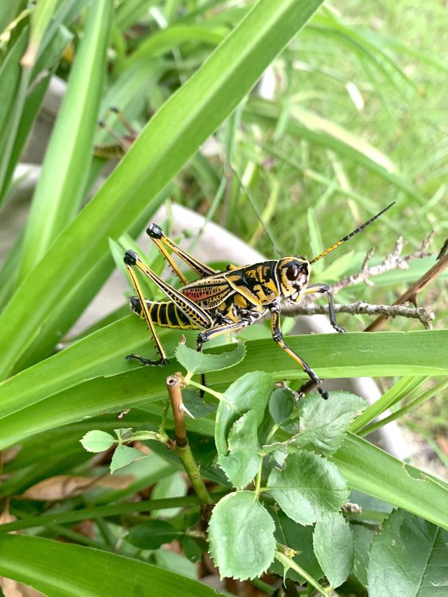 Grasshopper I found while exploring. The colors are simply wonderful. {Pass Christian, MS}