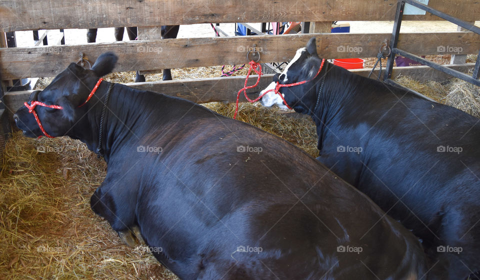 Steer resting at the county fair