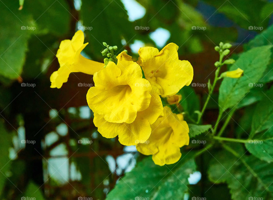 Floral photography - Yellow elder Flower