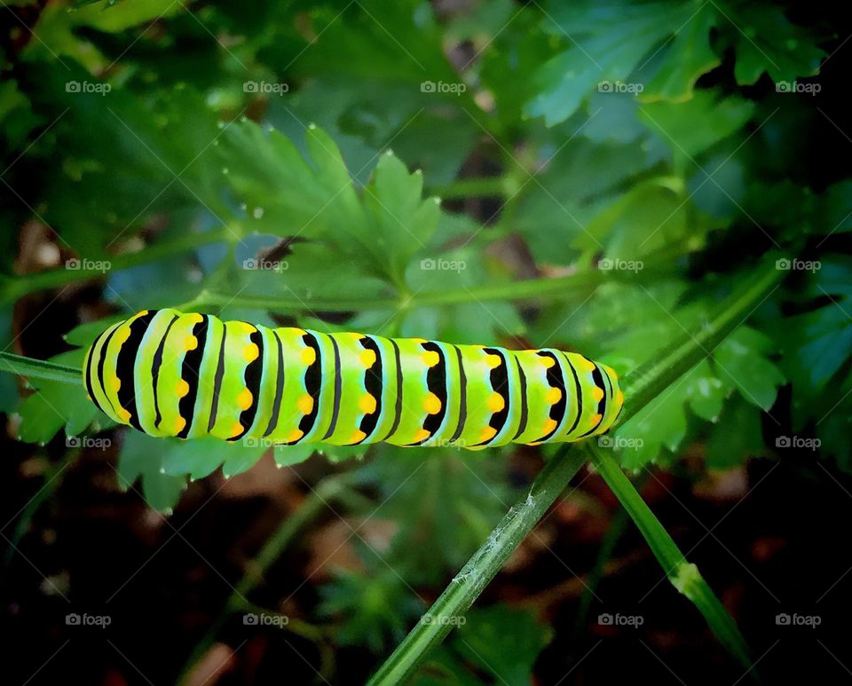 Closeup shot of a neon green and yellow Swallow tail caterpillar.