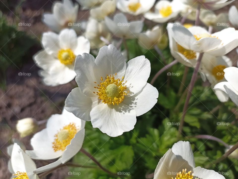 Anemonoides sylvestris (syn. Anemone sylvestris), known as snowdrop anemone or snowdrop windflower, is a perennial plant flowering in spring