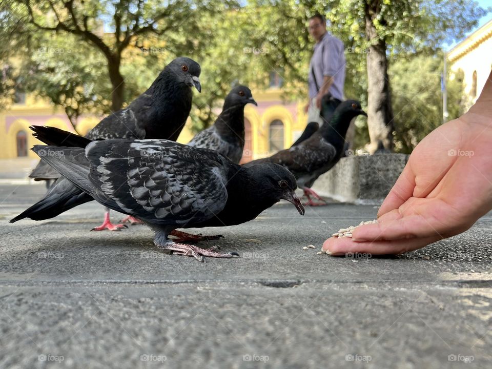 Pigeons 