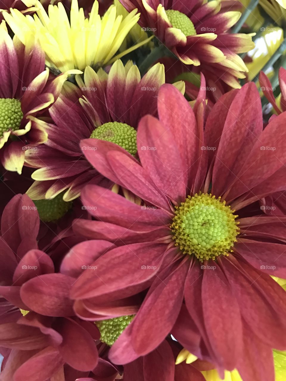 Close-up of a flower