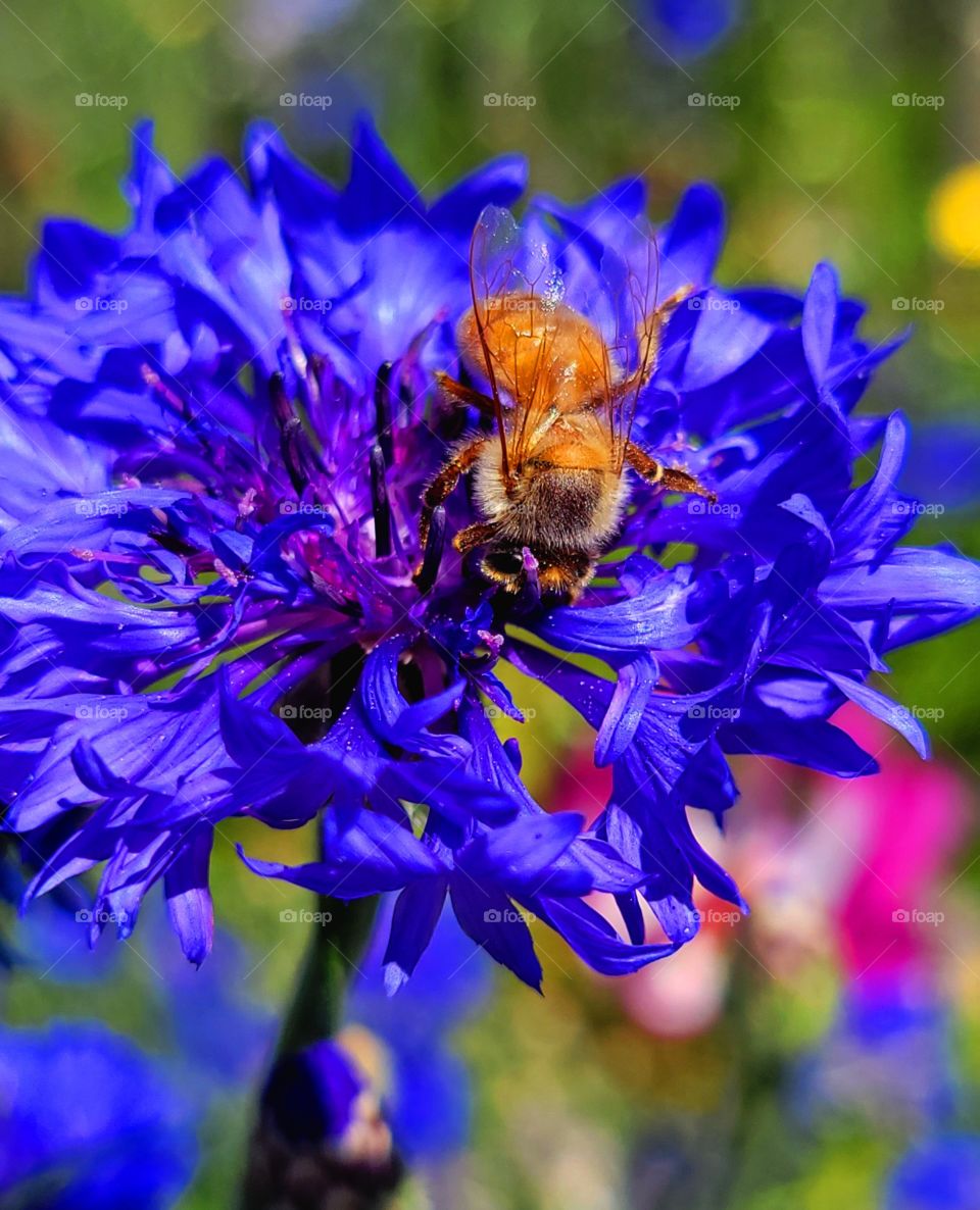 Buzzing Bee on Batchore Buttons