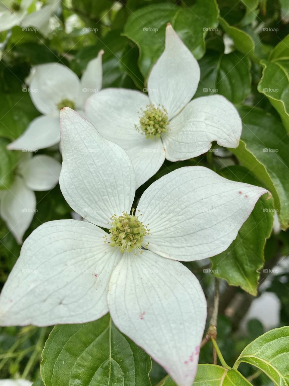 beautiful white flowers on the bush 