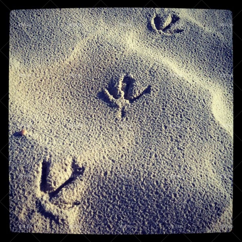 Bird footprints 