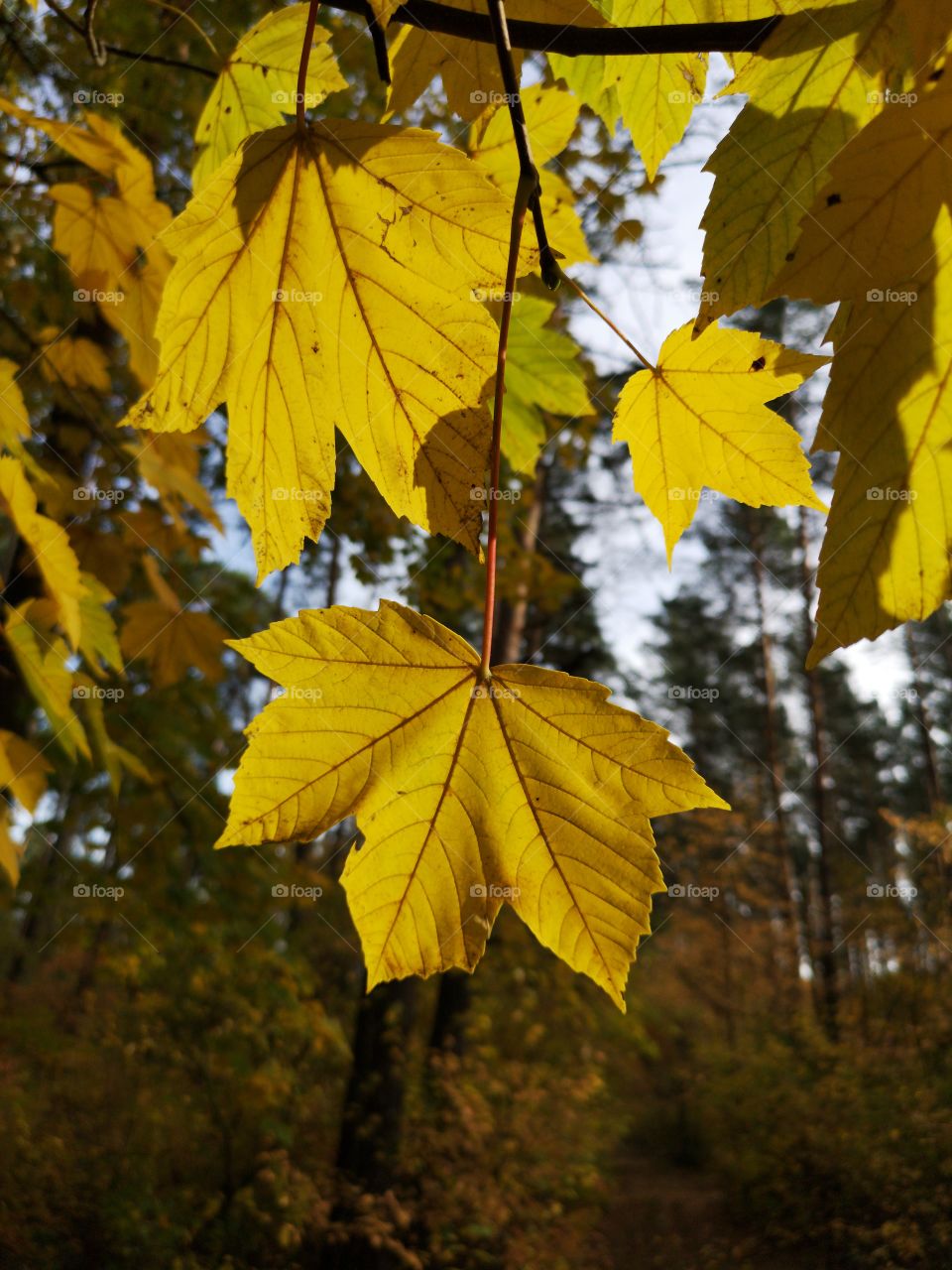 Yellow leafs. Autumn colors. Zielona Góra. Poland