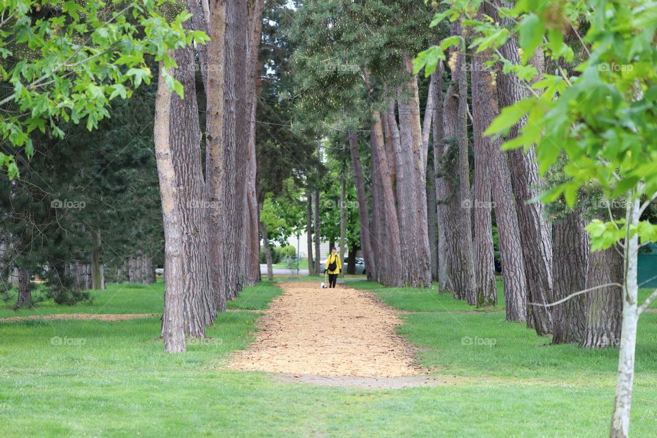 Trees in a row and path inside 