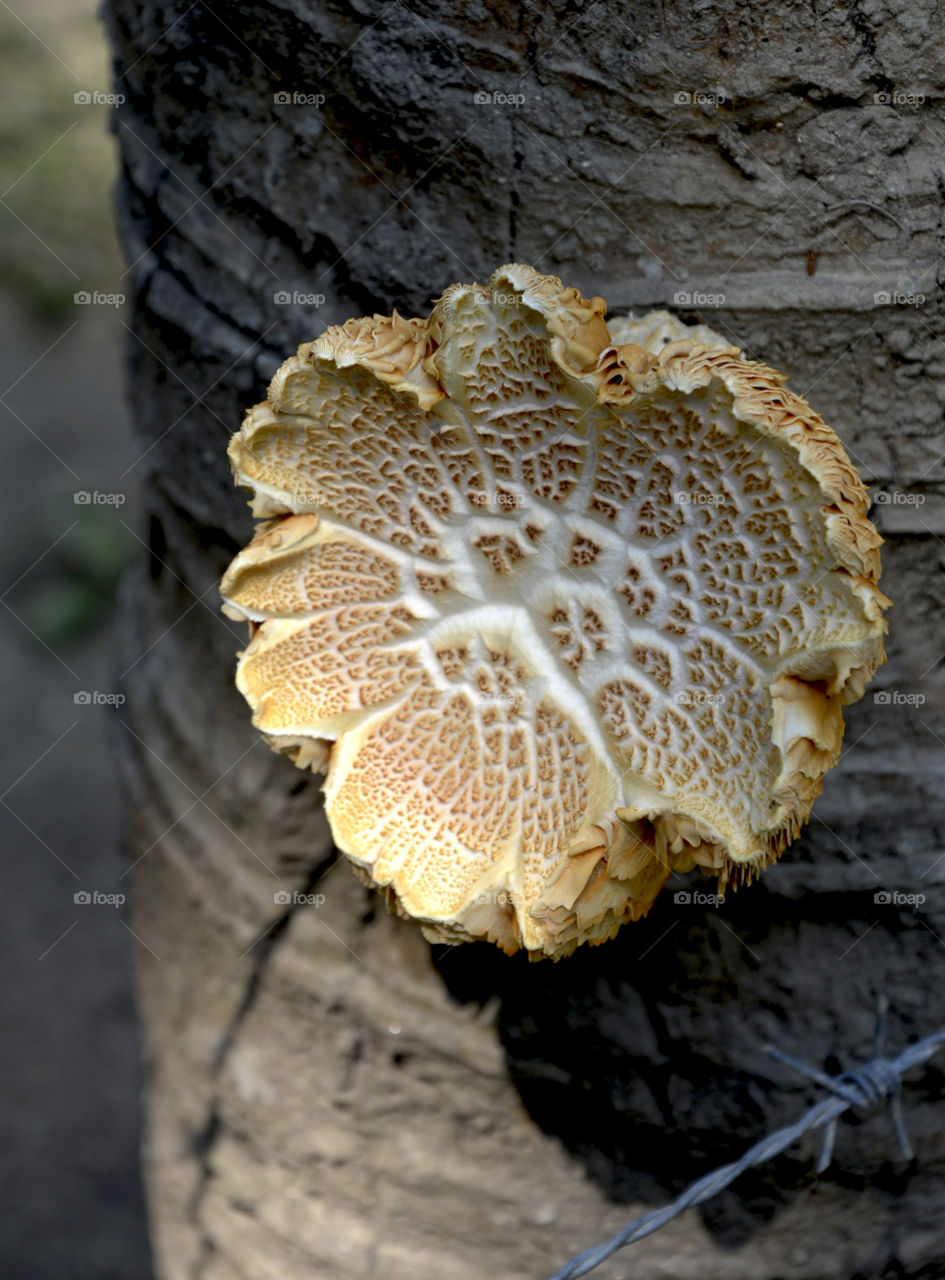 Fungus