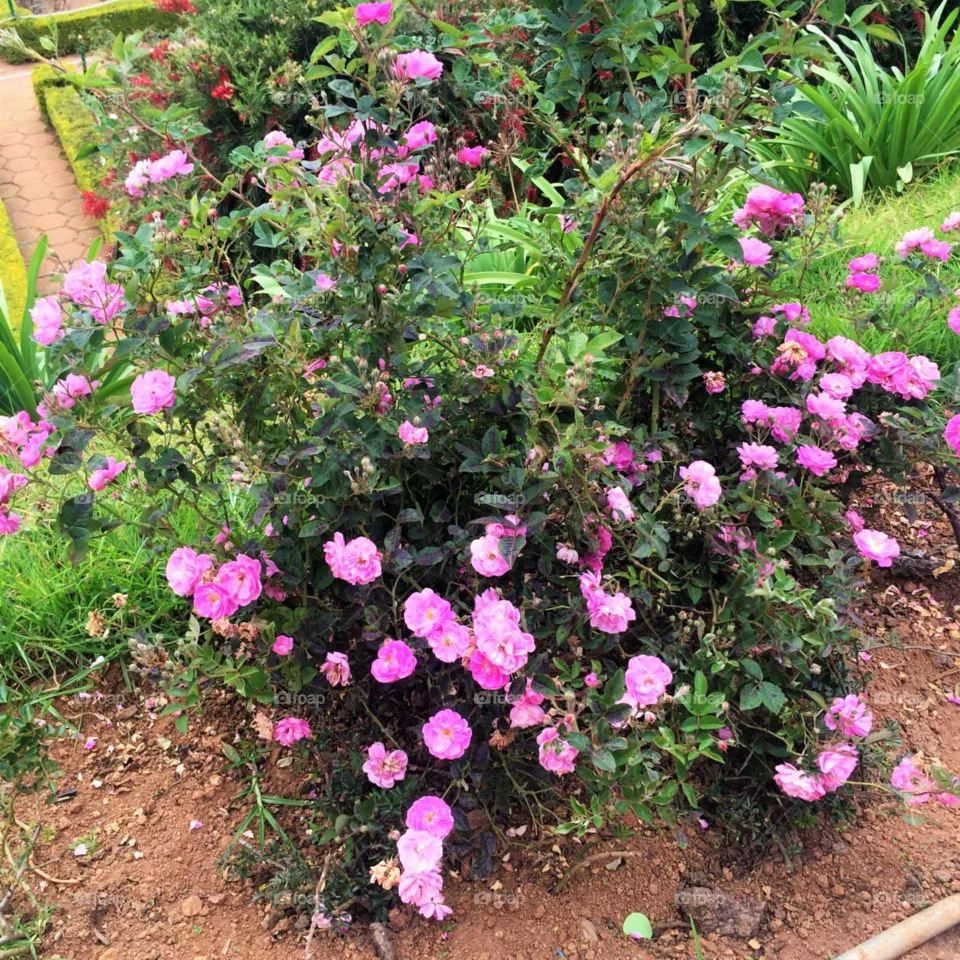 pink rose flower in summer season