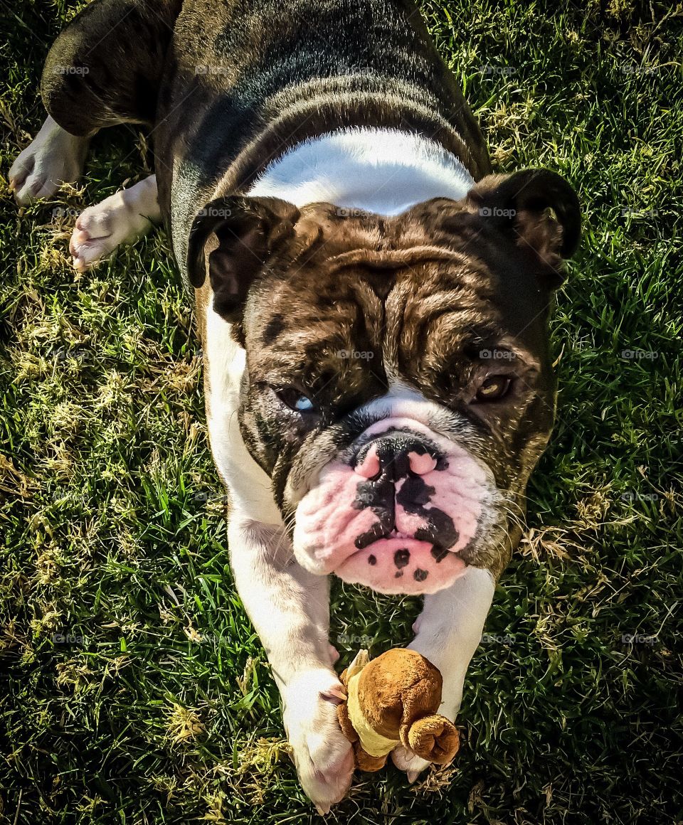 Foap Mission American Dogs! Bulldog With Her Toy!