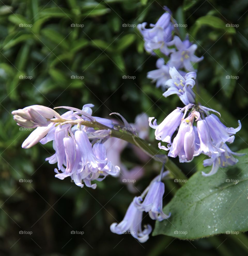 Purple bell shaped flowers at springtime 
