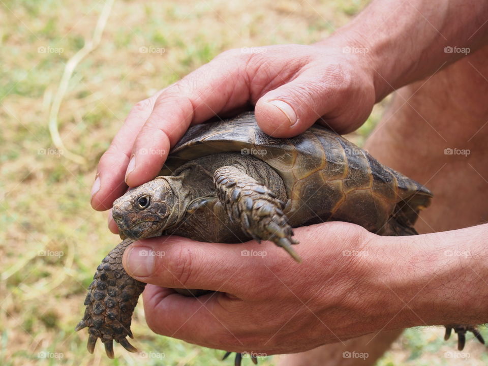 Turtle in hands
