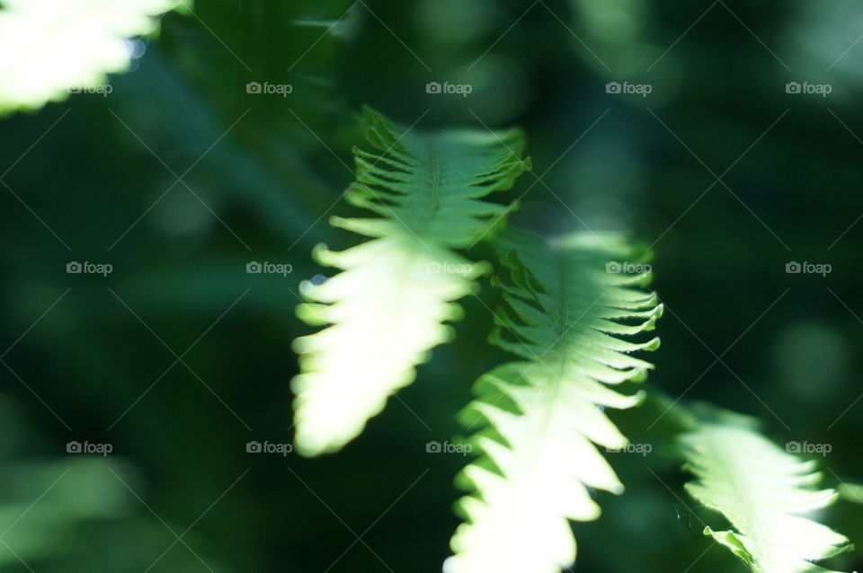 Nature. Fern