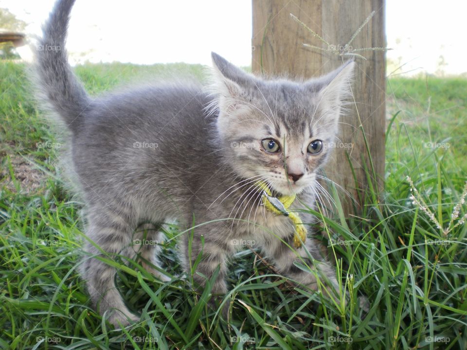 kitten,grey, playful