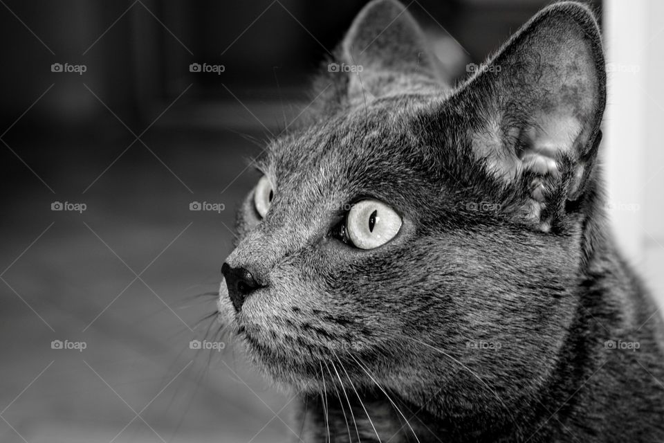 beautiful purebred cat portrait home black and white background