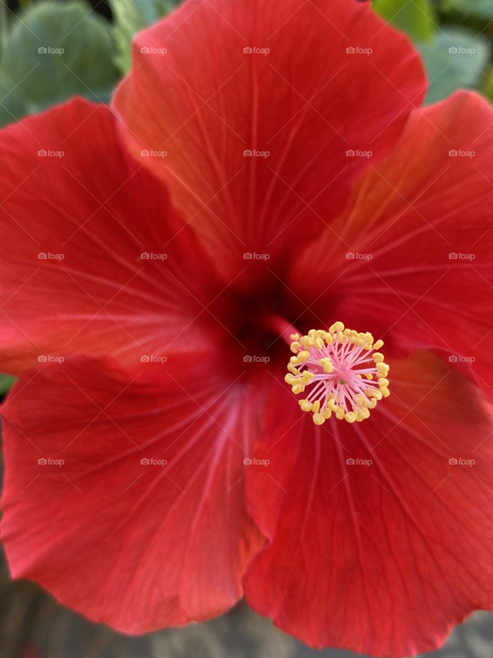 Red flower 