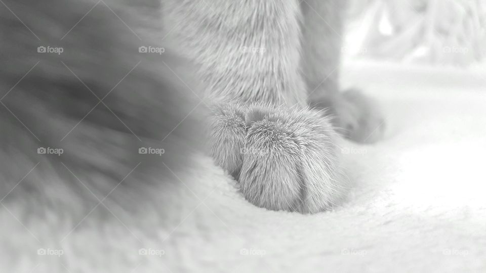 my kitten foot